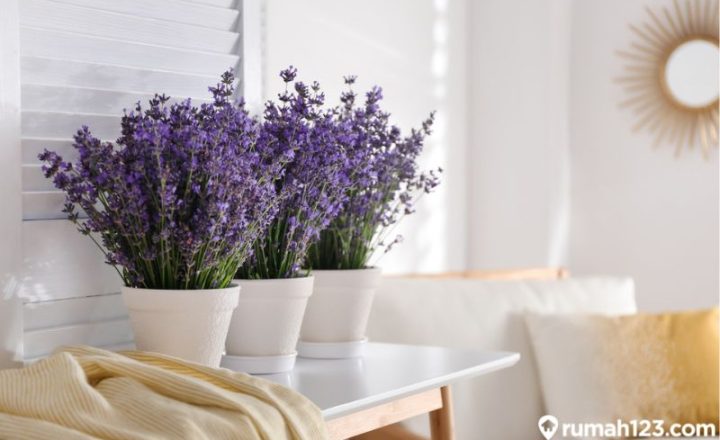 tanaman lavender