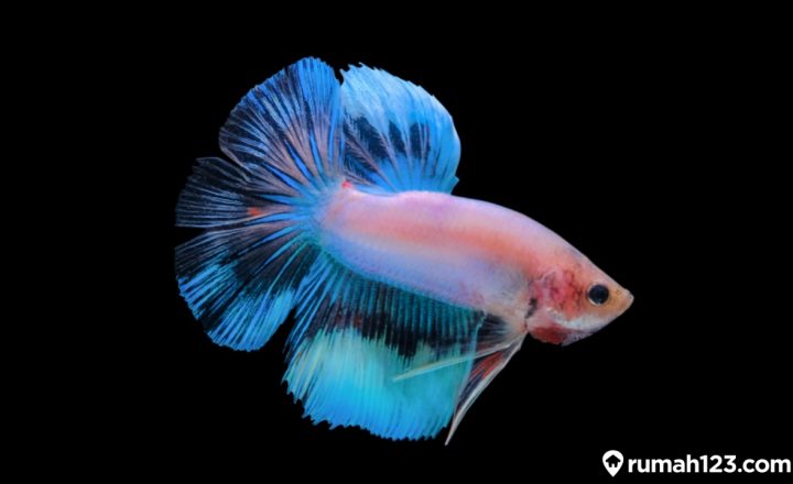 jenis jenis ikan cupang
