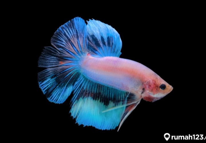 jenis jenis ikan cupang