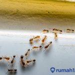 Rumah Banyak Semut Merah Pertanda Apa? Ini Mitos dan Artinya!