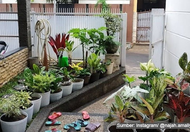 taman depan rumah minimalis lahan sempit