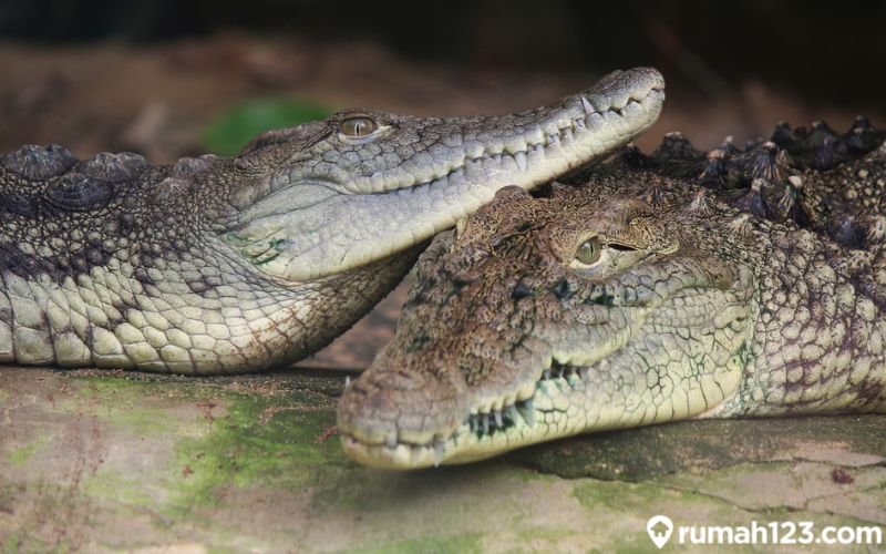 12 Hewan Paling Setia di Dunia yang Kalahkan Kesetiaan Manusia