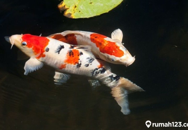 jenis ikan koi