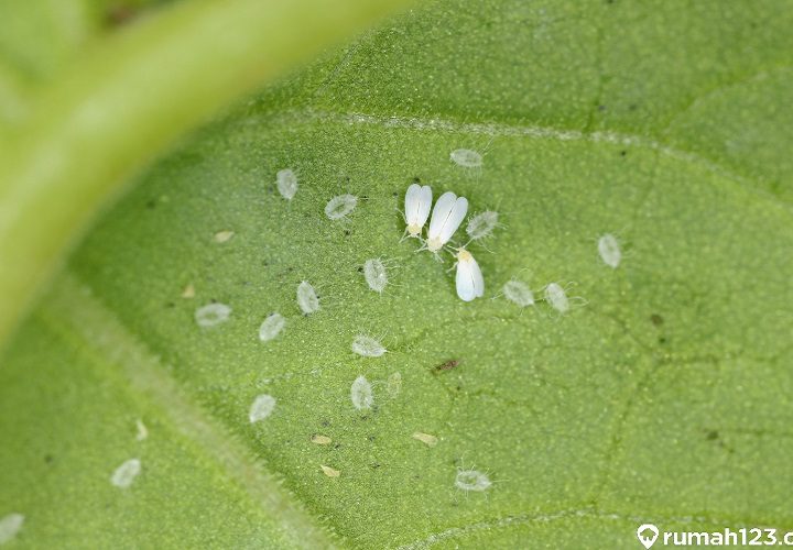 Basmi kutu putih dan semut pada cabe featured image