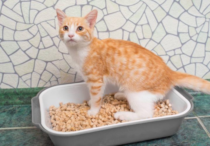 penyebab kucing mencret