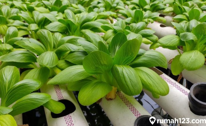 tanaman cepat panen dan mahal saat dijual