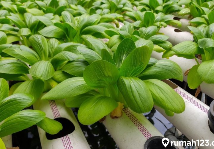tanaman cepat panen dan mahal saat dijual