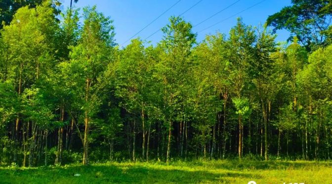 Harga Kayu Gaharu per Kilo. Kayu Asli Indonesia, Termahal di Dunia