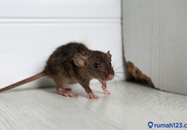 tikus di rumah