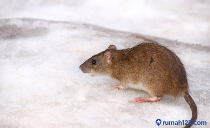 racun tikus alami