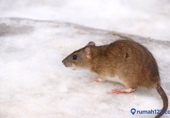 racun tikus alami