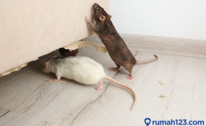 Aplikasi Suara Pengusir Tikus