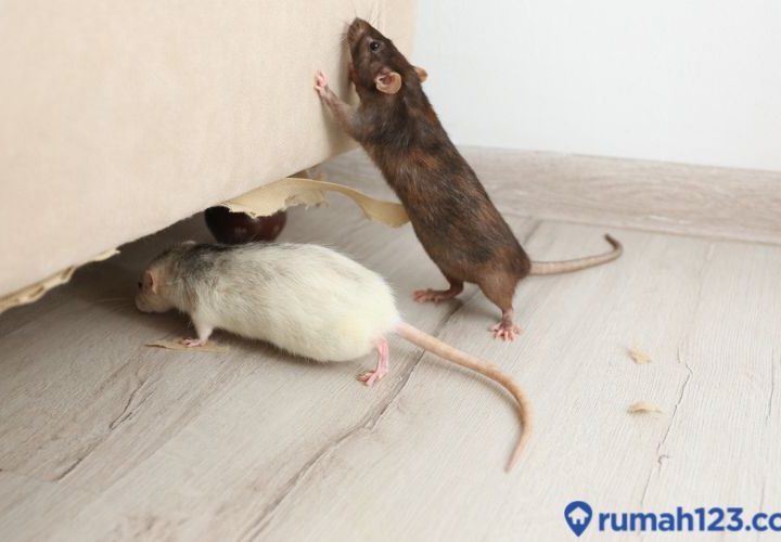 Aplikasi Suara Pengusir Tikus