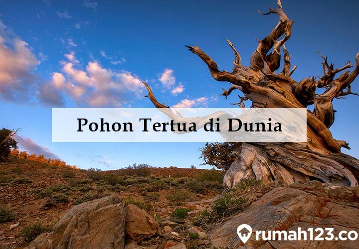 daftar pohon tertua di dunia