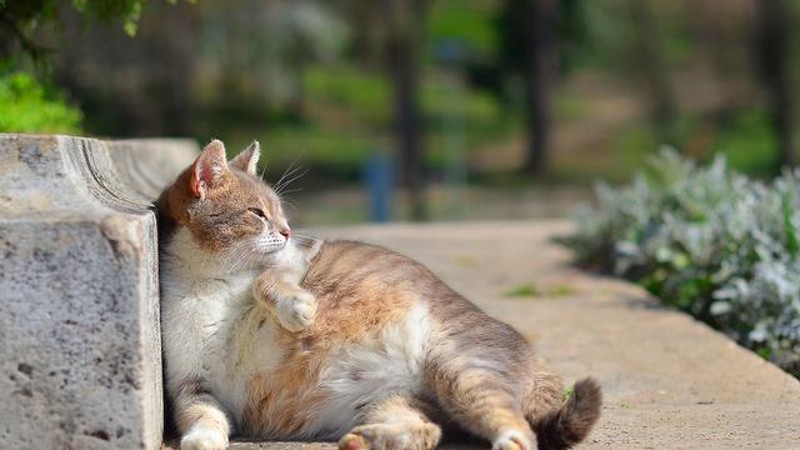 Kenali Ciri Ciri Kucing Mau Lahiran, Salah Satunya Sering Mengeong!