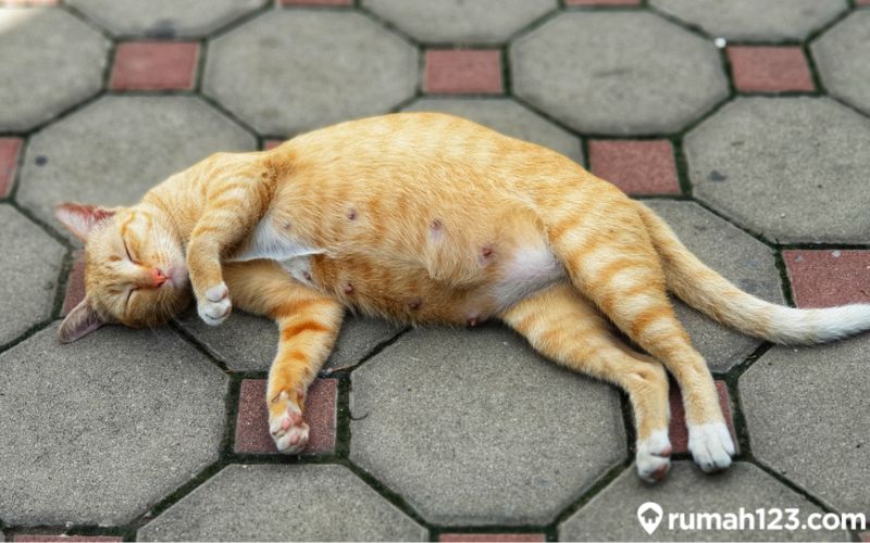 Kenali Ciri Ciri Kucing Mau Lahiran, Salah Satunya Sering Mengeong!