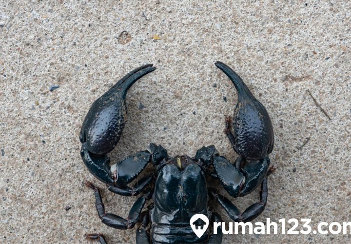 zodiak yang cocok dengan scorpio