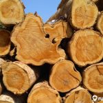 Harga Kayu Jati Semua Jenis dan Ukuran Lengkap Terbaru