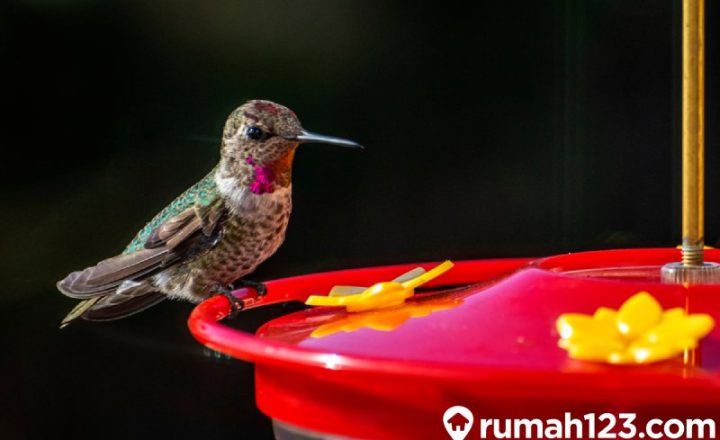 makanan burung kolibri