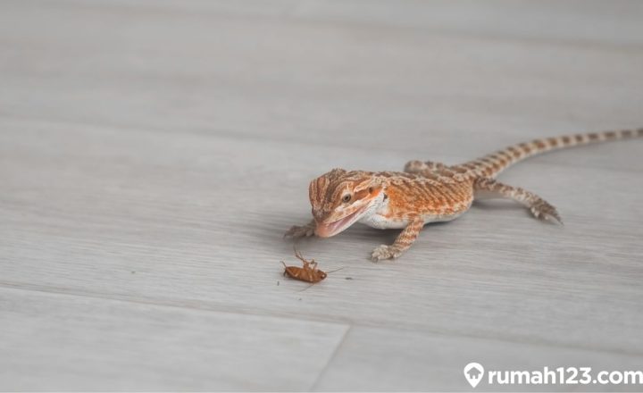 kadal masuk rumah pertanda apa