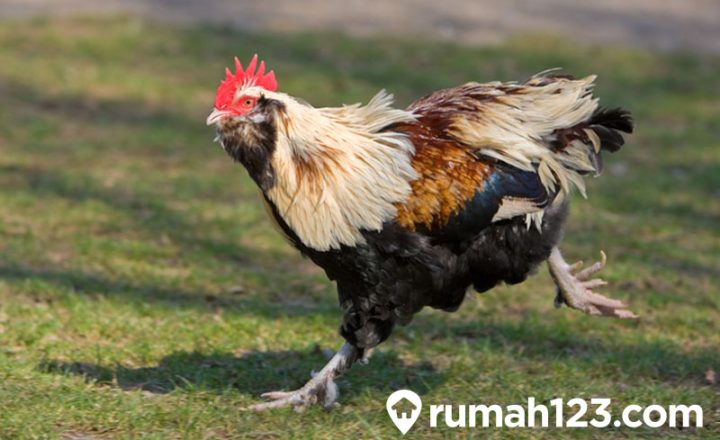 mimpi dikejar ayam