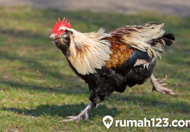 mimpi dikejar ayam