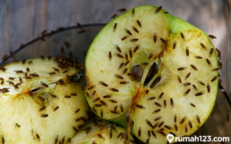 9 Cara Mengusir Lalat Buah Secara Alami Tanpa Meracuni Makanan