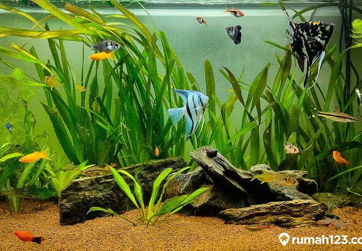 mitos akuarium di rumah