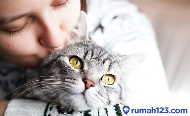 kumpulan nama kucing abu abu