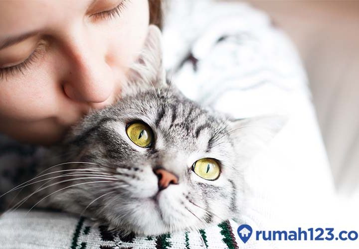 kumpulan nama kucing abu abu