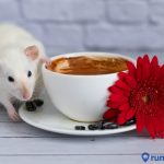 Dijamin Ampuh! Ini Dia 4 Cara Mengusir Tikus dengan Kopi dan Bahan Alami Lainnya