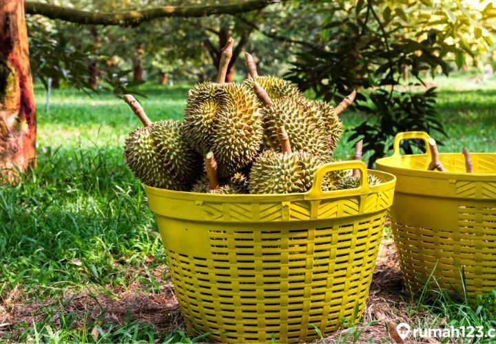 wisata kebun durian