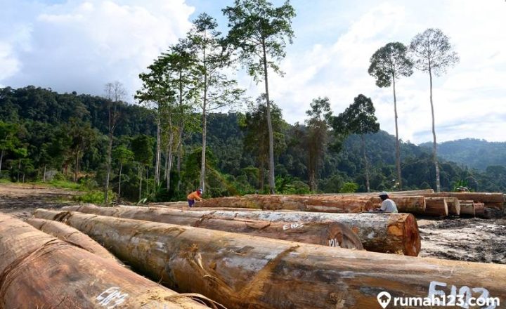 daftar harga kayu kalimantan di pasaran