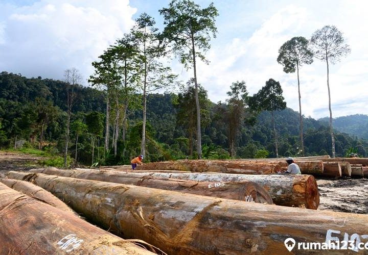 daftar harga kayu kalimantan di pasaran