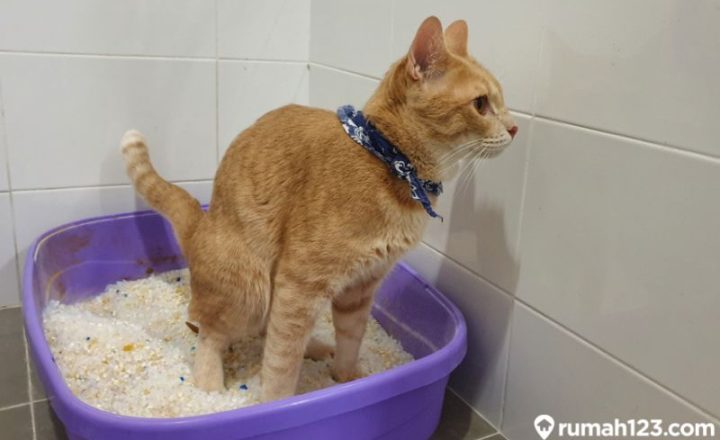 _Cara agar Kucing Tidak Buang Kotoran Sembarangan