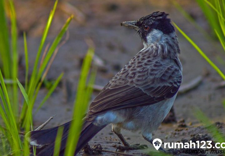 jenis burung kutilang