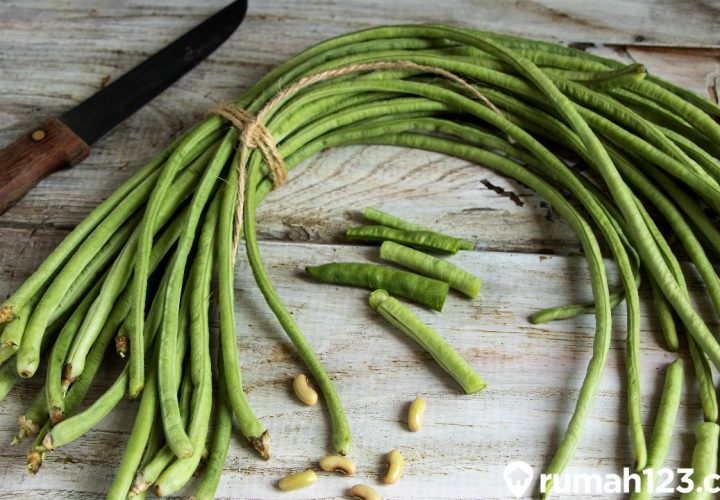 cara menyimpan kacang panjang