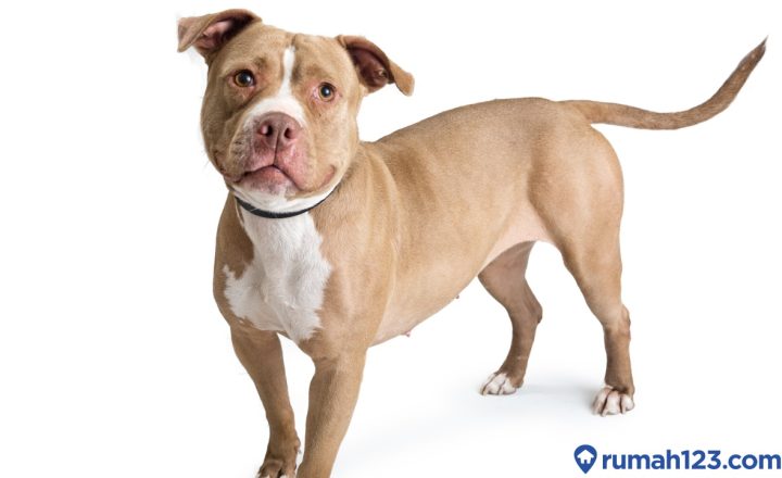 harga anjing pittbull