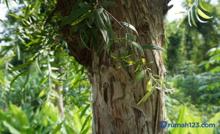 karakteristik kayu gelam beserta kelebihan dan kekurangannya