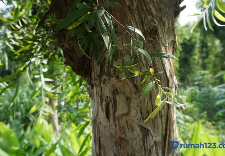 karakteristik kayu gelam beserta kelebihan dan kekurangannya