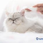 8 Cara Merawat Kucing Persia yang Benar agar Sehat dan Bersih. Jangan Sampai Salah!