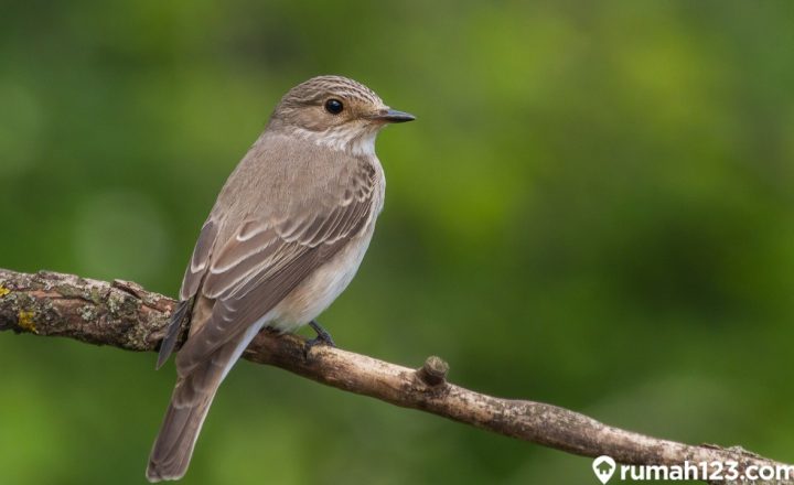 jenis burung sikatan