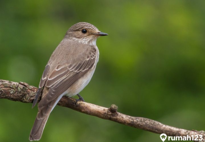 jenis burung sikatan