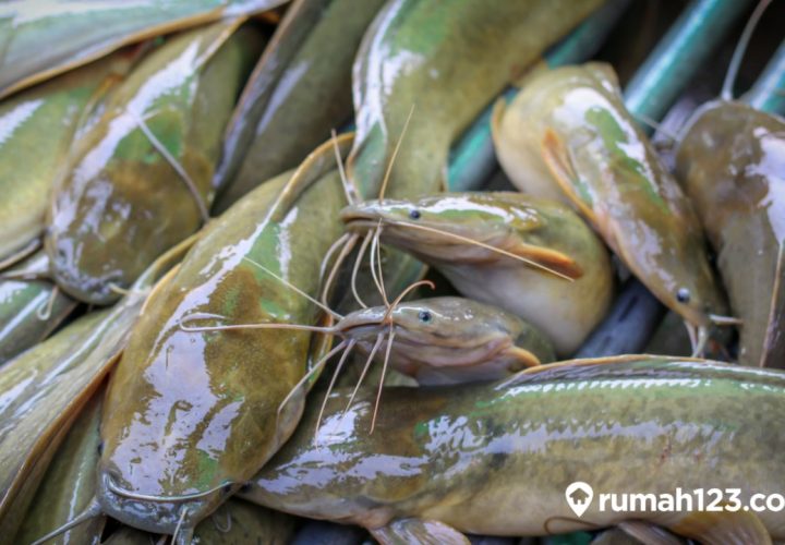 cara membersihkan ikan lele