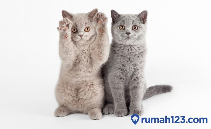 cara membedakan kucing jantan dan betina