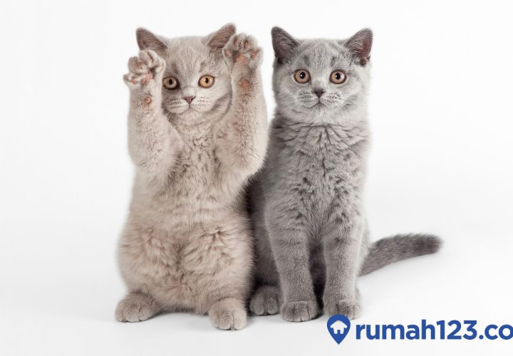 cara membedakan kucing jantan dan betina