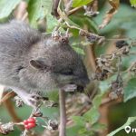 7 Cara agar Tanaman Tidak Dimakan Tikus, Cukup dengan Bahan Rumahan Sederhana!