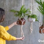 8 Cara Merawat Tanaman Gantung di Rumah agar Tumbuh Subur. Ternyata Mudah!