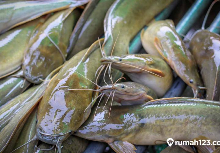 makanan ikan lele