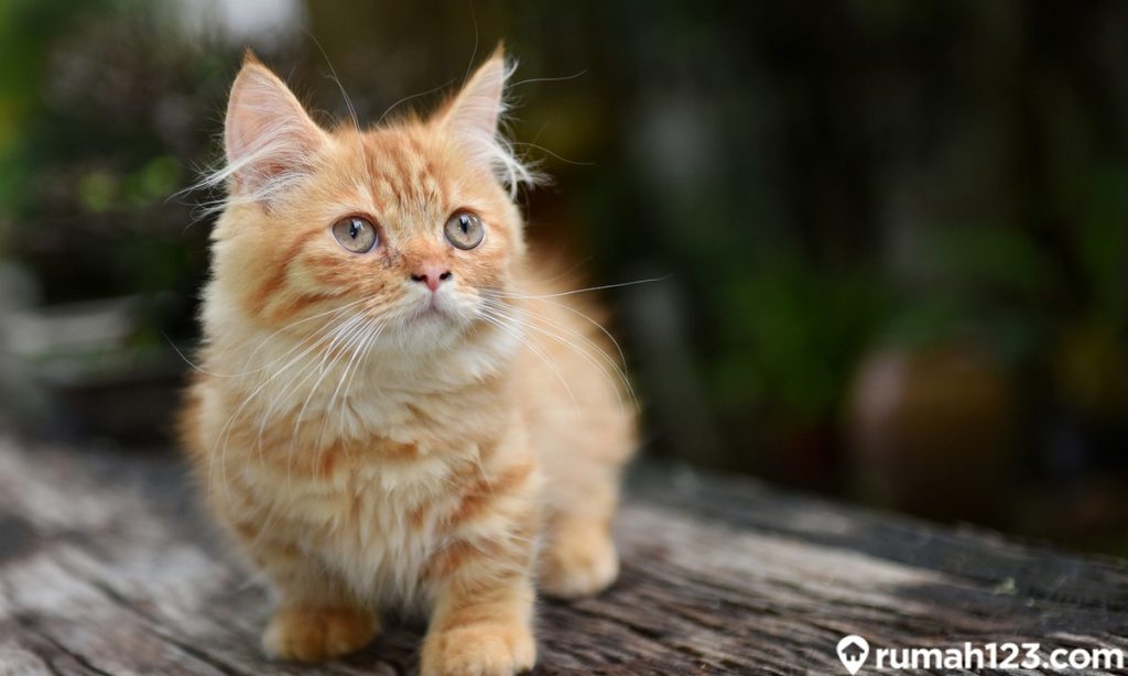 Cara Merawat Kucing Munchkin di Rumah. Wajib Diketahui oleh Pemula!